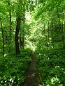 View up Hoods Branch trail